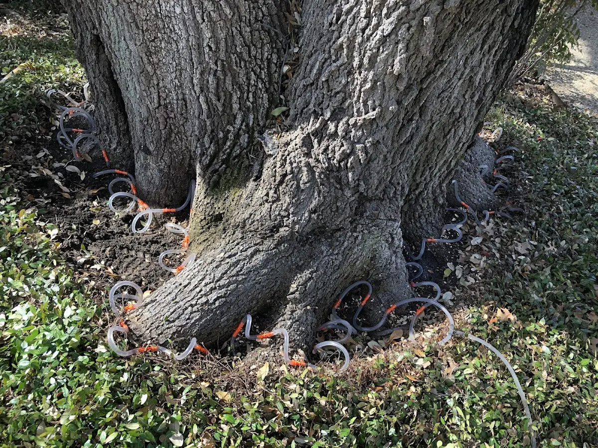 Detailed Tree Cabling and Bracing job site in Aquashicola
