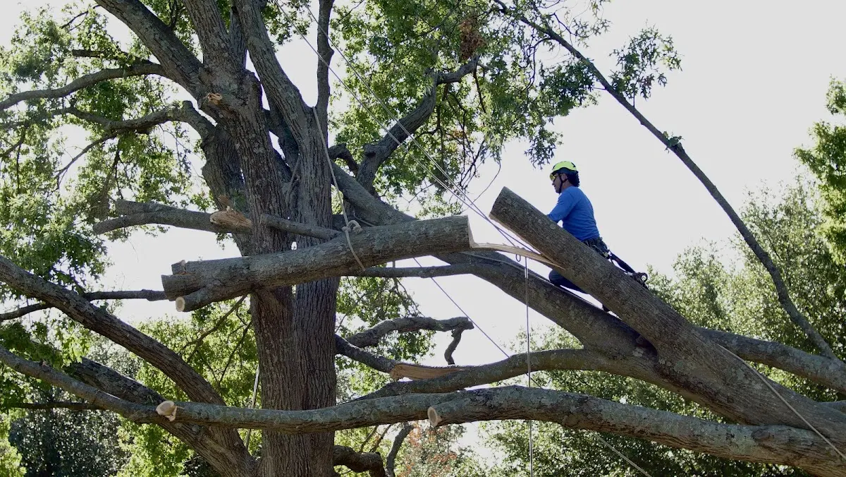 Professional Crown Thinning performed by certified arborists in Aquashicola