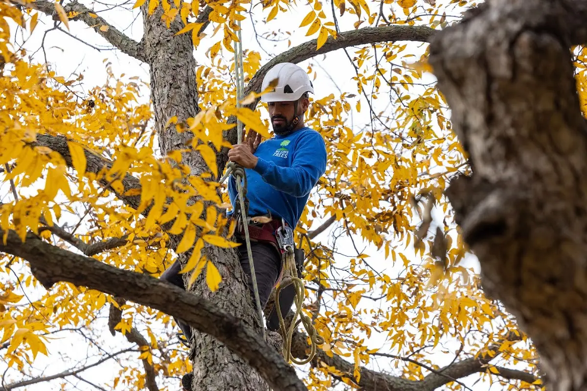 Skilled Tree Pruning crew working in Aquashicola